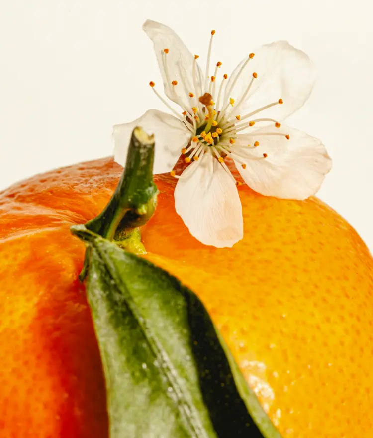 Orange blossom